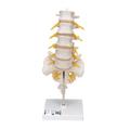 3B Scientific Lumbar Spinal Column - w/ 3B Smart Anatomy 1000146